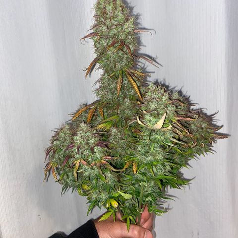 White Widow 02 AUTO🕷️ growlog timeline photo