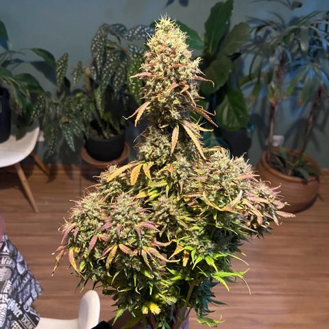 White Widow 02 AUTO🕷️ growlog timeline photo