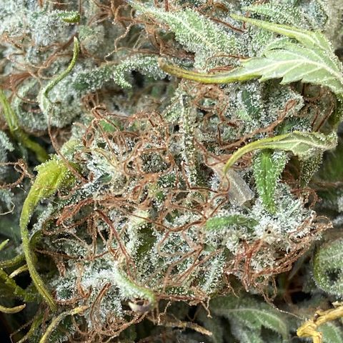 White Widow 02 AUTO🕷️ growlog photo: Flores mto mto resinadas e grudentas, tá absurdamente cheirosa, o nome faz jus ao resultado 🤩
