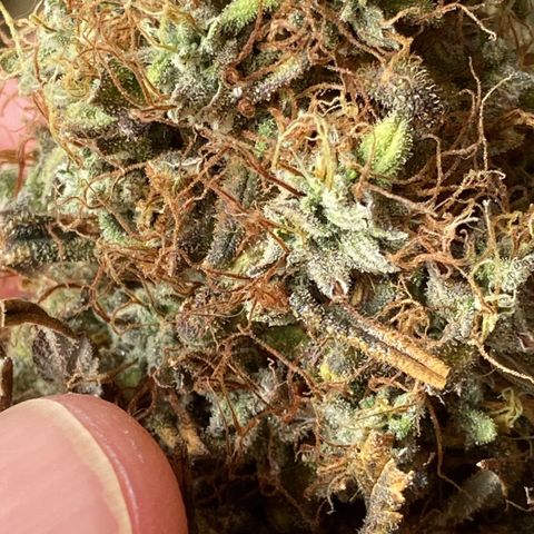 White Widow 02 AUTO🕷️ growlog photo: Flores mto mto resinadas e grudentas, tá absurdamente cheirosa, o nome faz jus ao resultado 🤩