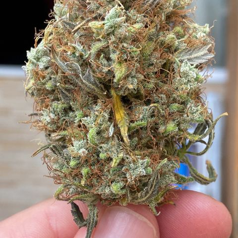 White Widow 02 AUTO🕷️ growlog photo: Flores mto mto resinadas e grudentas, tá absurdamente cheirosa, o nome faz jus ao resultado 🤩