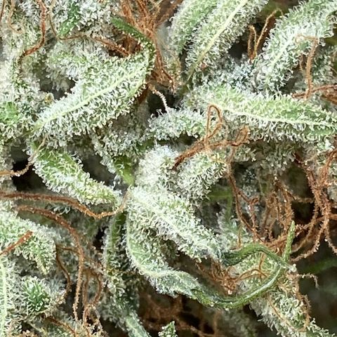 White Widow 02 AUTO🕷️ growlog photo: Flores mto mto resinadas e grudentas, tá absurdamente cheirosa, o nome faz jus ao resultado 🤩