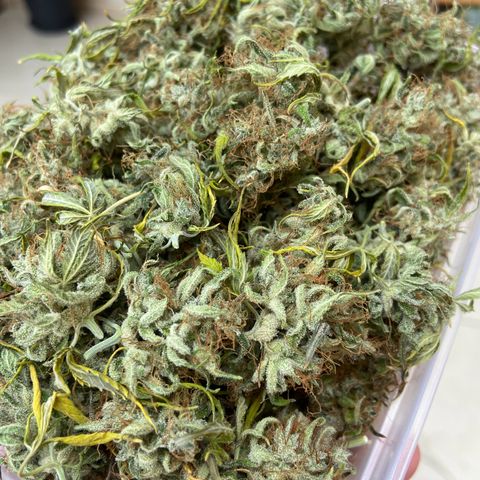 White Widow 02 AUTO🕷️ growlog photo: Flores mto mto resinadas e grudentas, tá absurdamente cheirosa, o nome faz jus ao resultado 🤩