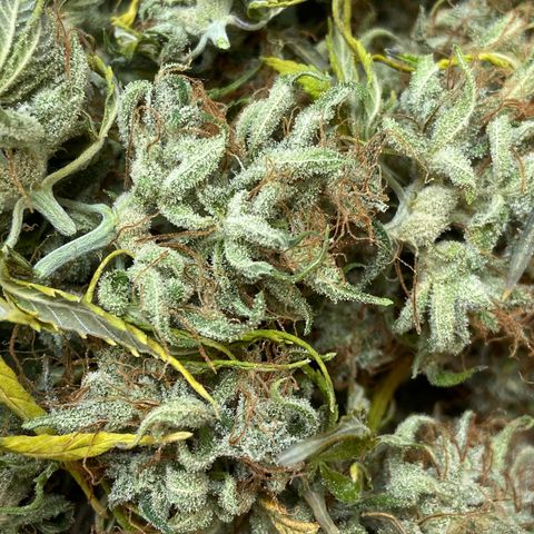 White Widow 02 AUTO🕷️ growlog photo: Flores mto mto resinadas e grudentas, tá absurdamente cheirosa, o nome faz jus ao resultado 🤩