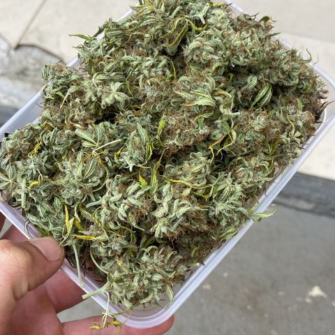 White Widow 02 AUTO🕷️ growlog photo: Flores mto mto resinadas e grudentas, tá absurdamente cheirosa, o nome faz jus ao resultado 🤩
