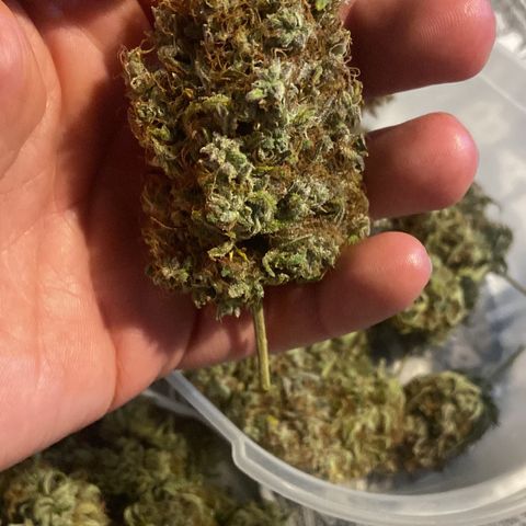 White Widow 02 AUTO🕷️ growlog photo: Trimadas 🤩