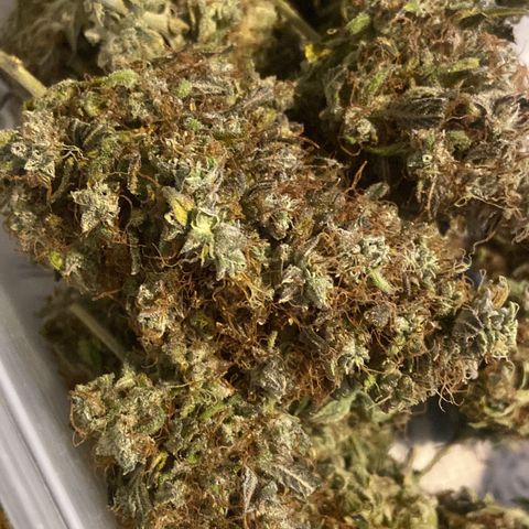 White Widow 02 AUTO🕷️ growlog photo: Trimadas 🤩
