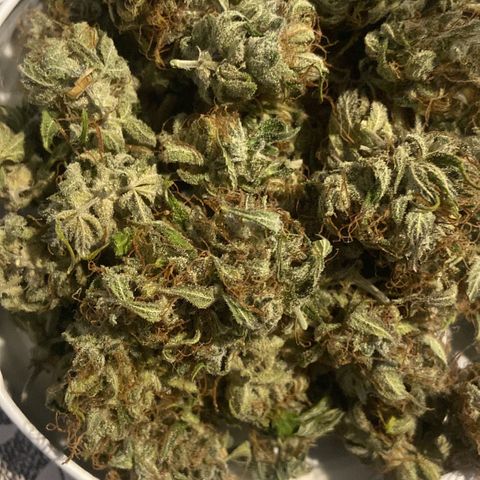 White Widow 02 AUTO🕷️ growlog photo: Trimadas 🤩