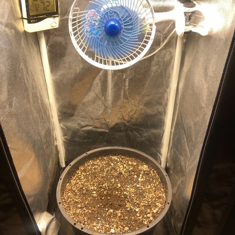 Strawberry banana Kush 🍓🍌 growlog photo: Germinou🙏🏽 