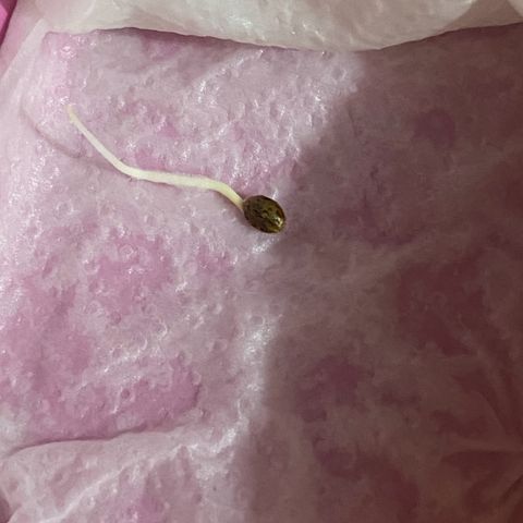 Strawberry banana Kush 🍓🍌 growlog photo: Germinou🙏🏽 