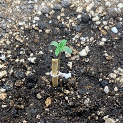 Strawberry banana Kush 🍓🍌 growlog photo: Coloquei um palito do lado do broto pra fortalecer o caule e o enraizamento 