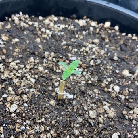 Strawberry banana Kush 🍓🍌 growlog timeline photo