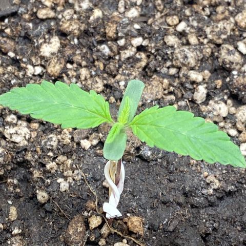 Strawberry banana Kush 🍓🍌 growlog timeline photo