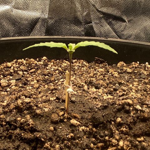 Strawberry banana Kush 🍓🍌 growlog timeline photo
