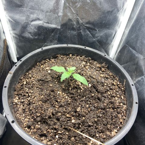 Strawberry banana Kush 🍓🍌 growlog photo: Tirei a estaca do broto e fiz um montinho de terra para ela fortalecer melhor seu caule que está muito exposto(estiolou um pouco)
