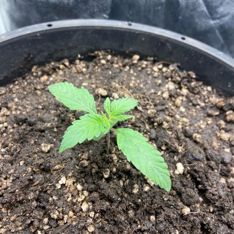 Strawberry banana Kush 🍓🍌 growlog timeline photo
