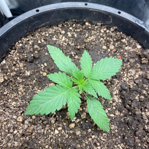 Strawberry banana Kush 🍓🍌 growlog timeline photo