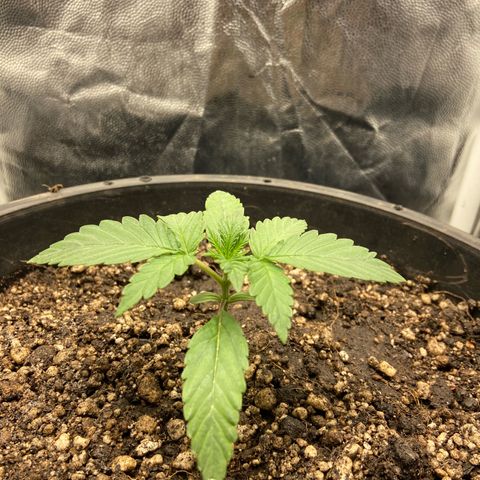 Strawberry banana Kush 🍓🍌 growlog timeline photo