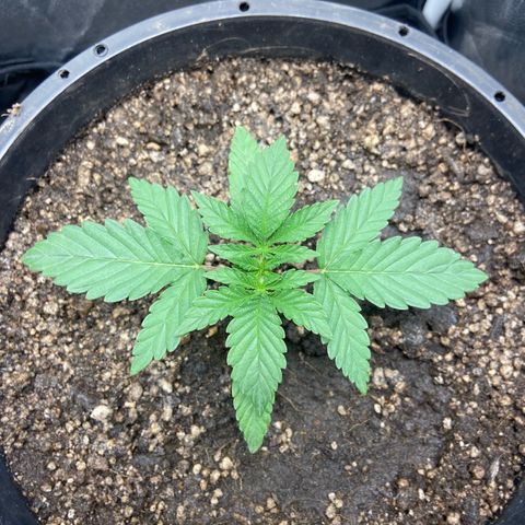 Strawberry banana Kush 🍓🍌 growlog timeline photo