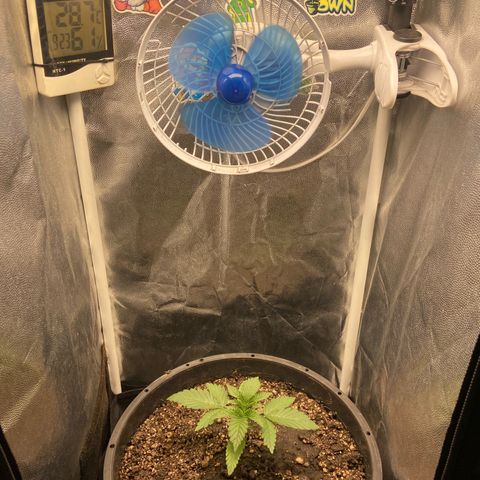 Strawberry banana Kush 🍓🍌 growlog timeline photo