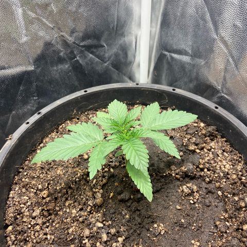 Strawberry banana Kush 🍓🍌 growlog timeline photo