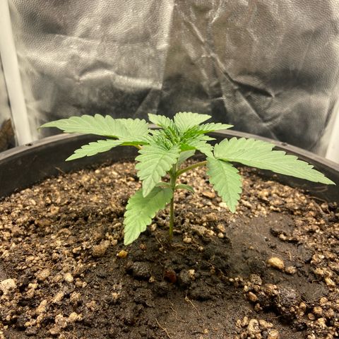 Strawberry banana Kush 🍓🍌 growlog timeline photo