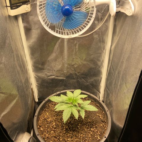 Strawberry banana Kush 🍓🍌 growlog timeline photo
