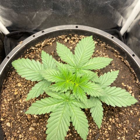Strawberry banana Kush 🍓🍌 growlog timeline photo