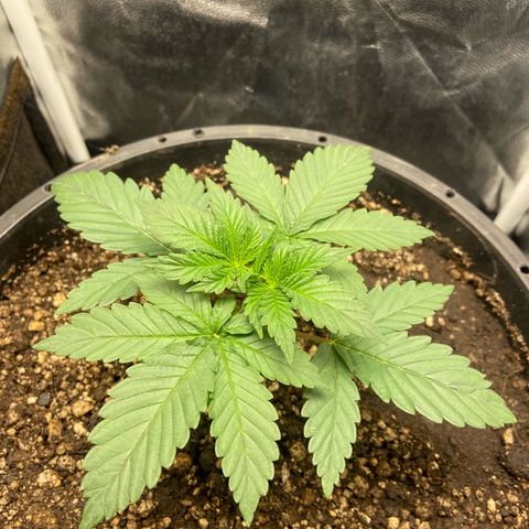 Strawberry banana Kush 🍓🍌 growlog timeline photo