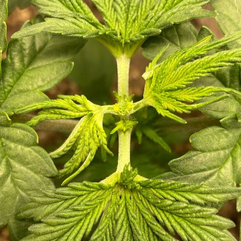 Strawberry banana Kush 🍓🍌 growlog photo: Poda top 