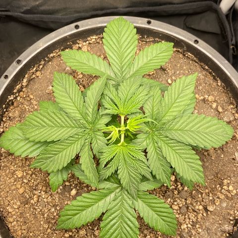 Strawberry banana Kush 🍓🍌 growlog photo: Poda top 