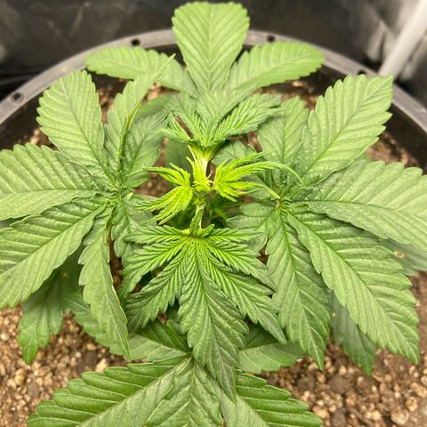 Strawberry banana Kush 🍓🍌 growlog photo: Poda top 