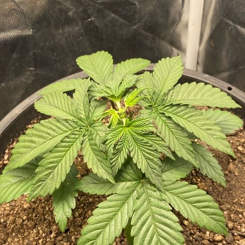 Strawberry banana Kush 🍓🍌 growlog photo: Poda top 