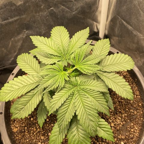 Strawberry banana Kush 🍓🍌 growlog photo: Planta respondeu super bem a poda 