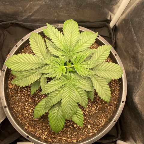 Strawberry banana Kush 🍓🍌 growlog photo: Planta respondeu super bem a poda 