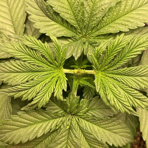 Strawberry banana Kush 🍓🍌 growlog photo: Planta respondeu super bem a poda 