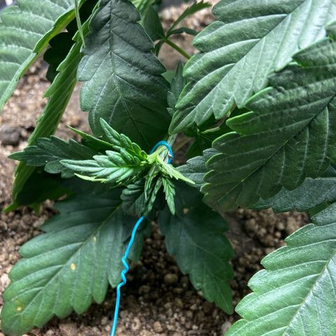 Strawberry banana Kush 🍓🍌 growlog photo: Primeiro LST antes e depois 
Planta se recuperei super bem da poda top e já está ramaificando para os lados 🙏🏽