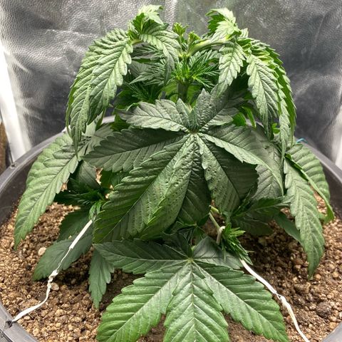 Strawberry banana Kush 🍓🍌 growlog photo: Primeiro LST antes e depois 
Planta se recuperei super bem da poda top e já está ramaificando para os lados 🙏🏽