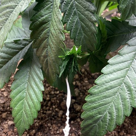 Strawberry banana Kush 🍓🍌 growlog photo: Primeiro LST antes e depois 
Planta se recuperei super bem da poda top e já está ramaificando para os lados 🙏🏽