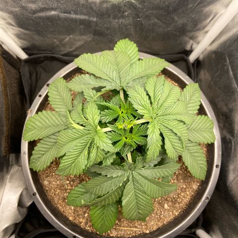 Strawberry banana Kush 🍓🍌 growlog photo: Primeiro LST antes e depois 
Planta se recuperei super bem da poda top e já está ramaificando para os lados 🙏🏽