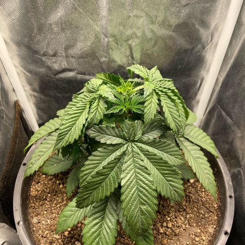 Strawberry banana Kush 🍓🍌 growlog photo: Primeiro LST antes e depois 
Planta se recuperei super bem da poda top e já está ramaificando para os lados 🙏🏽