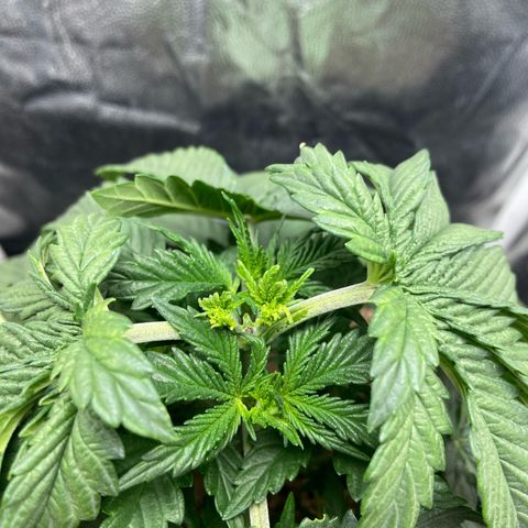 Strawberry banana Kush 🍓🍌 growlog photo: Primeiro LST antes e depois 
Planta se recuperei super bem da poda top e já está ramaificando para os lados 🙏🏽