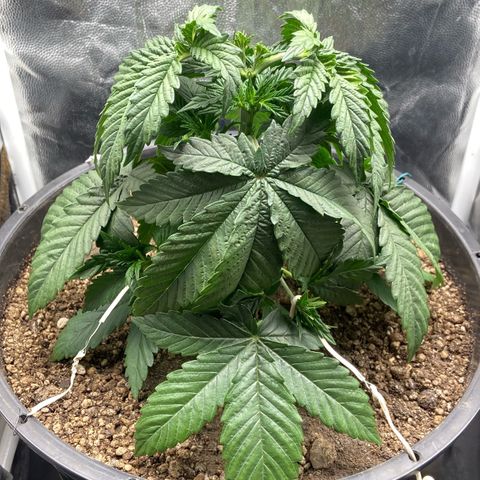 Strawberry banana Kush 🍓🍌 growlog photo: Primeiro LST antes e depois 
Planta se recuperei super bem da poda top e já está ramaificando para os lados 🙏🏽