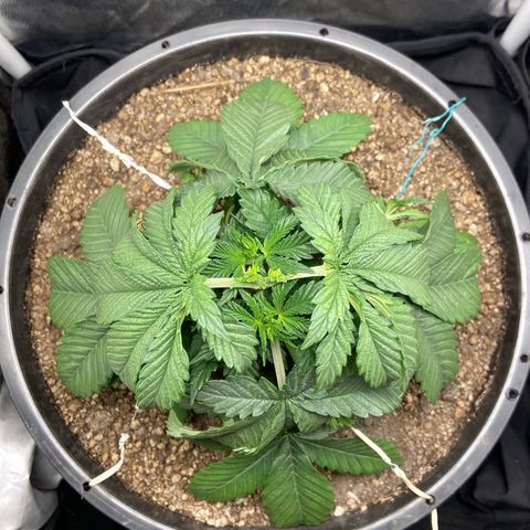 Strawberry banana Kush 🍓🍌 growlog photo: Primeiro LST antes e depois 
Planta se recuperei super bem da poda top e já está ramaificando para os lados 🙏🏽