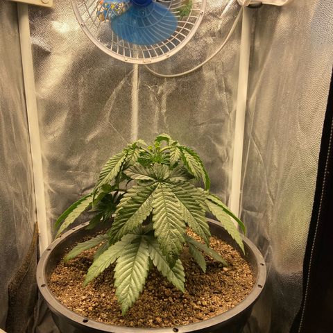 Strawberry banana Kush 🍓🍌 growlog photo: Primeiro LST antes e depois 
Planta se recuperei super bem da poda top e já está ramaificando para os lados 🙏🏽