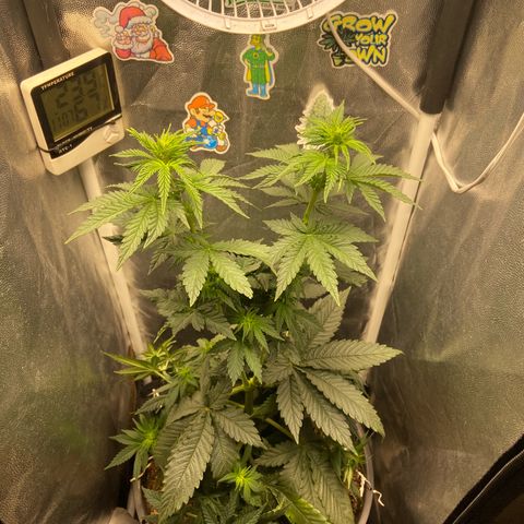 Strawberry banana Kush 🍓🍌 growlog timeline photo