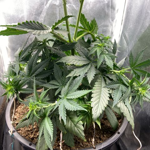 Strawberry banana Kush 🍓🍌 growlog timeline photo