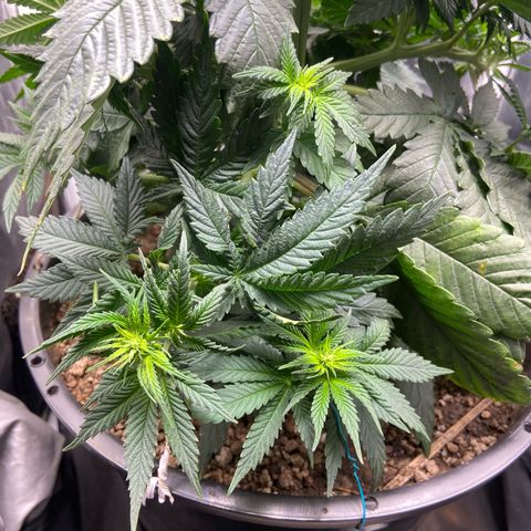 Strawberry banana Kush 🍓🍌 growlog timeline photo