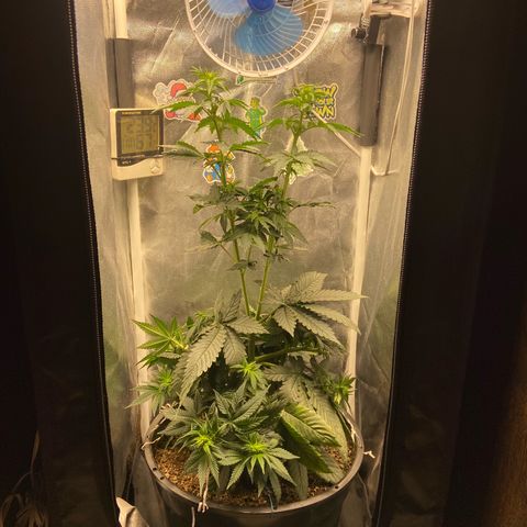 Strawberry banana Kush 🍓🍌 growlog timeline photo