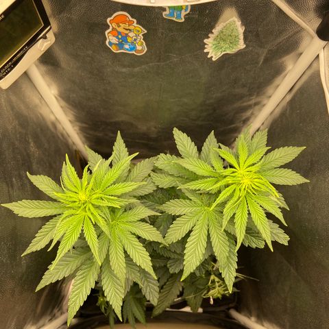Strawberry banana Kush 🍓🍌 growlog timeline photo